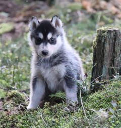 Siberian Husky Nordic Fire