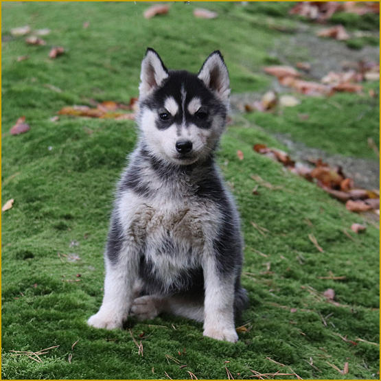 Siberian Husky Nordic Fire