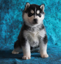 Siberian Husky Nordic Fire