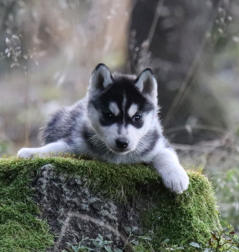 Siberian Husky Nordic Fire