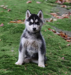 Siberian Husky Nordic Fire