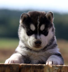 Siberian Husky Nordic Fire