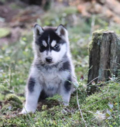 Siberian Husky Nordic Fire