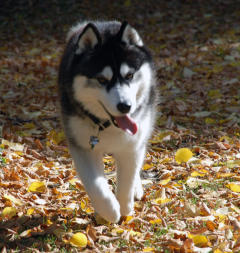 Siberian Husky Nordic Fire