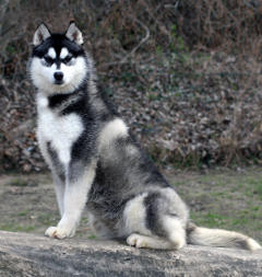 Siberian Husky Nordic Fire