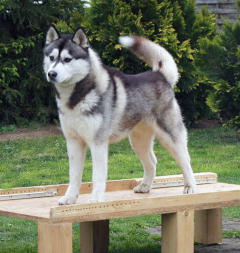 Siberian Husky Nordic Fire