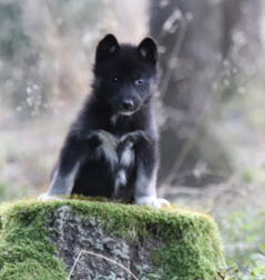 Siberian Husky Nordic Fire