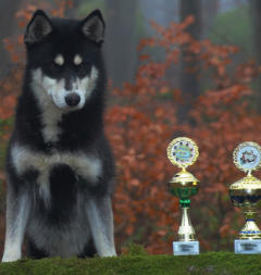 Siberian Husky Nordic Fire