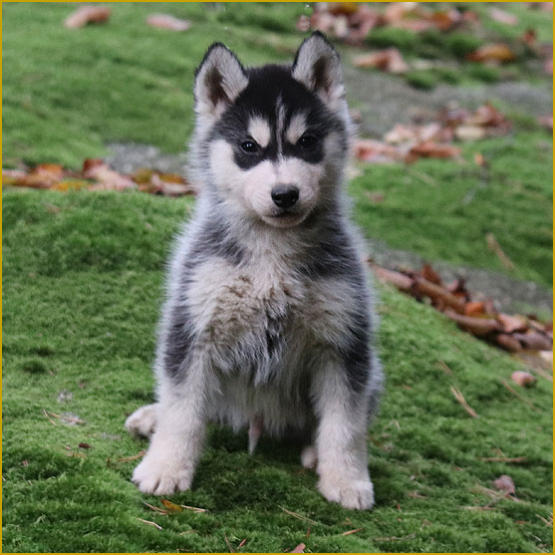 Siberian Husky Nordic Fire