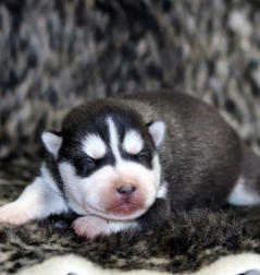 Siberian Husky Nordic Fire