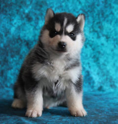 Siberian Husky Nordic Fire