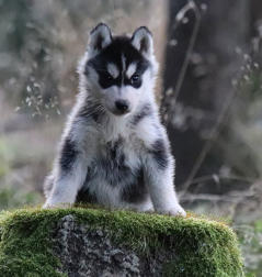 Siberian Husky Nordic Fire