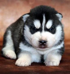 Siberian Husky Nordic Fire