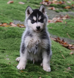 Siberian Husky Nordic Fire