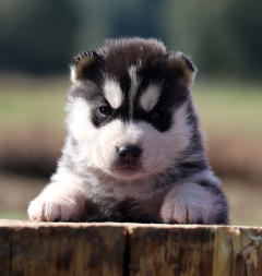 Siberian Husky Nordic Fire