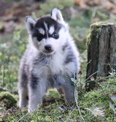 Siberian Husky Nordic Fire