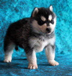 Siberian Husky Nordic Fire