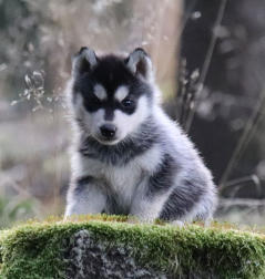 Siberian Husky Nordic Fire