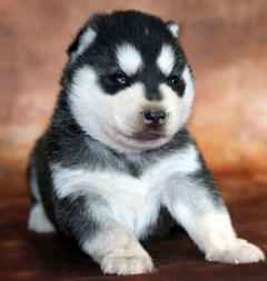 Siberian Husky Nordic Fire