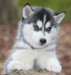 Siberian Husky Nordic Fire