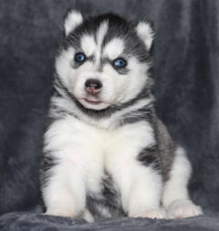 Siberian Husky Nordic Fire