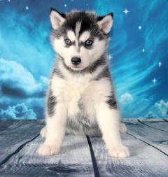 Siberian Husky Nordic Fire