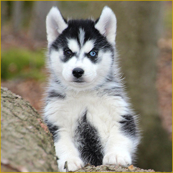 Siberian Husky Nordic Fire