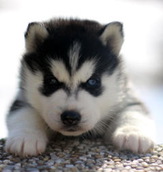 Siberian Husky Nordic Fire