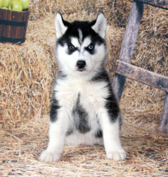 Siberian Husky Nordic Fire