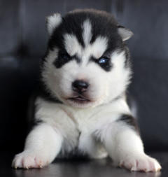 Siberian Husky Nordic Fire