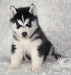 Siberian Husky Nordic Fire