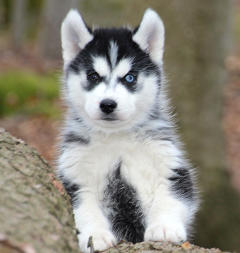 Siberian Husky Nordic Fire