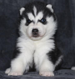 Siberian Husky Nordic Fire