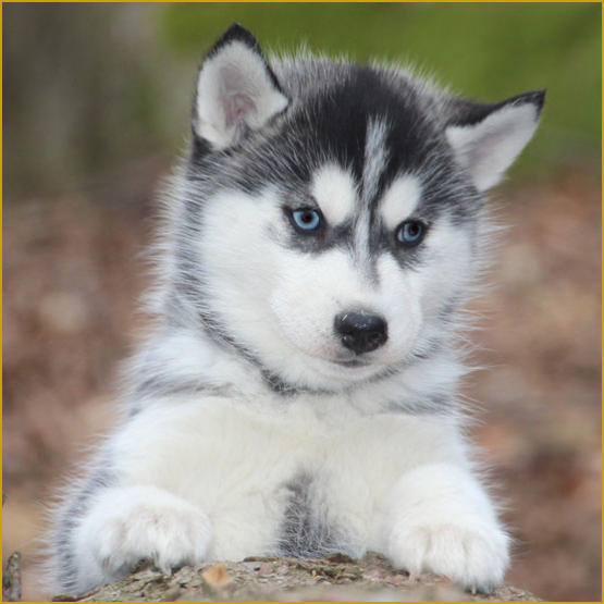 Siberian Husky Nordic Fire