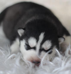 Siberian Husky Nordic Fire