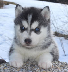 Siberian Husky Nordic Fire