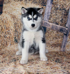 Siberian Husky Nordic Fire