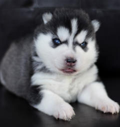 Siberian Husky Nordic Fire