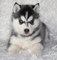 Siberian Husky Nordic Fire