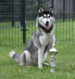 Siberian Husky Nordic Fire