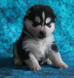 Siberian Husky Nordic Fire