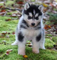 Siberian Husky Nordic Fire