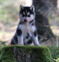 Siberian Husky Nordic Fire