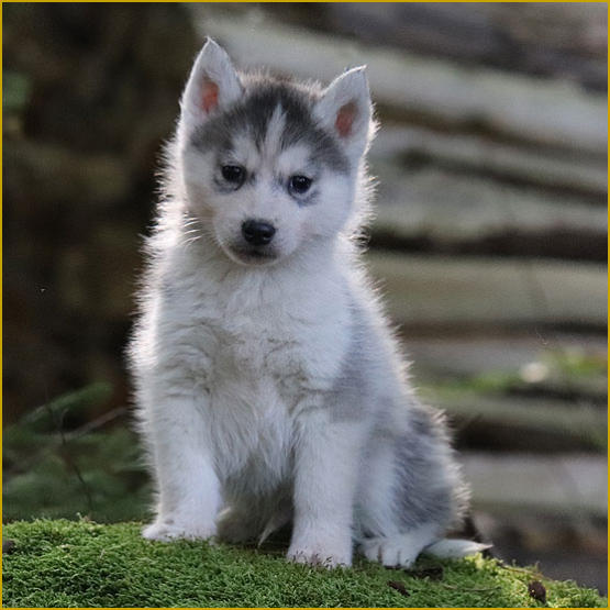 Siberian Husky Nordic Fire