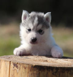 Siberian Husky Nordic Fire