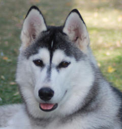 Siberian Husky Nordic Fire