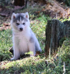 Siberian Husky Nordic Fire