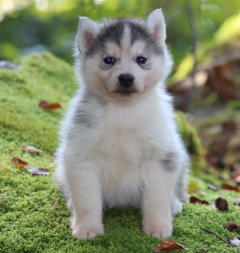 Siberian Husky Nordic Fire