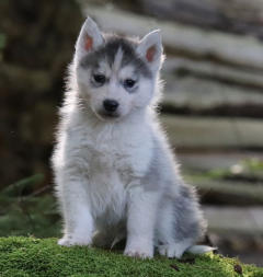 Siberian Husky Nordic Fire