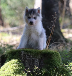 Siberian Husky Nordic Fire